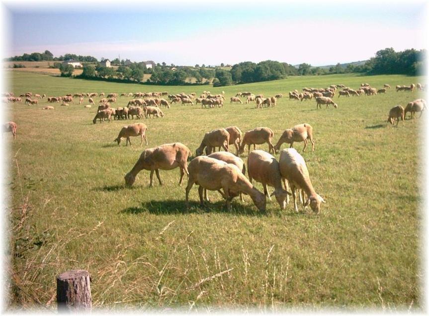Les Palmiers Des Causses Holiday home Saint-Rome-de-Tarn